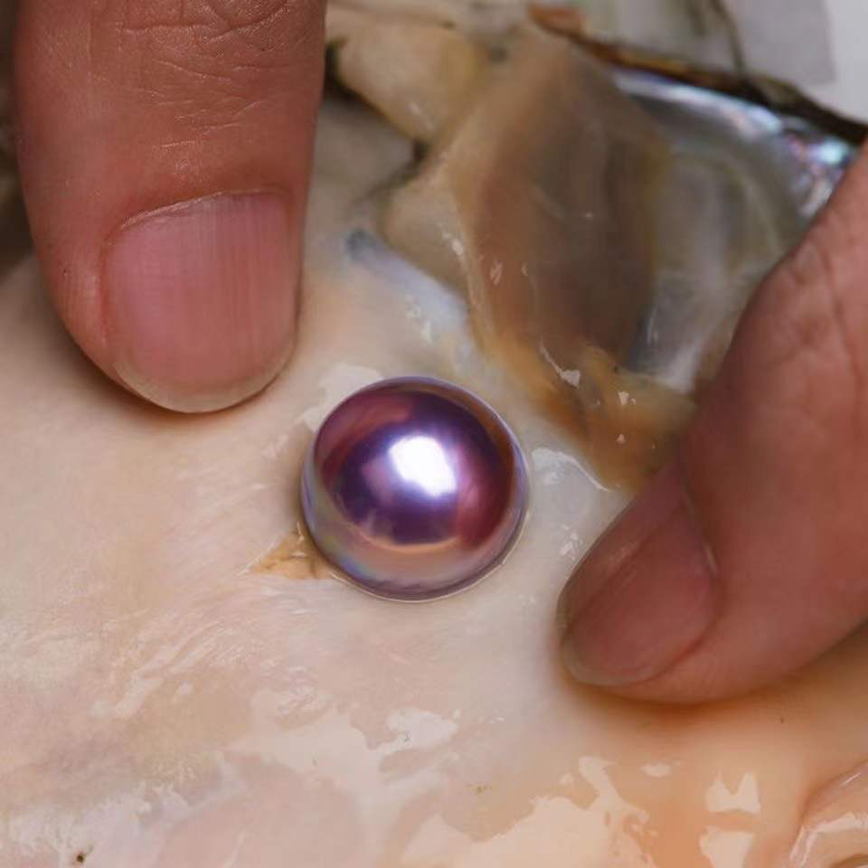 【Live-Gary】Blueberry Edison Pearl oyster (5-6 year oyster with one 10-15mm Edison pearl)