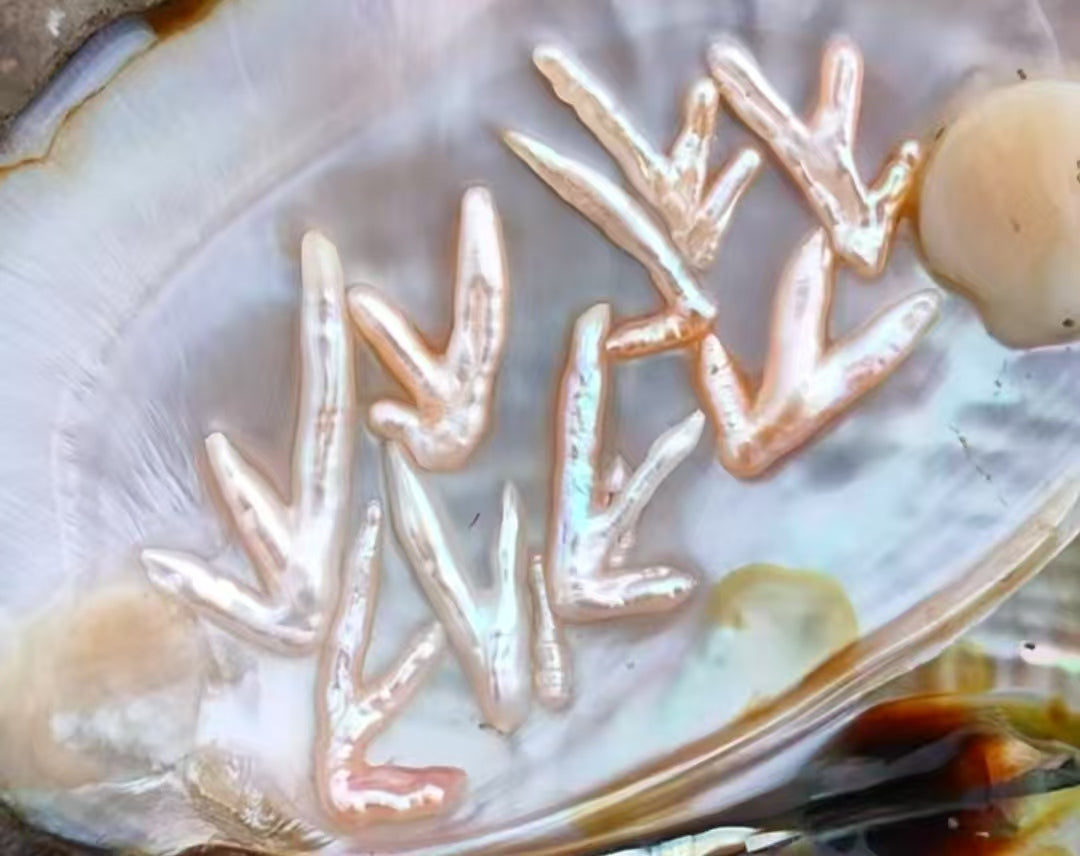 【Live-Gary】Coralis keshi pearl clam(1-3pics)