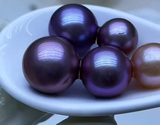 【Live-Gary】Miracle Edison Clam (11-16mm)
