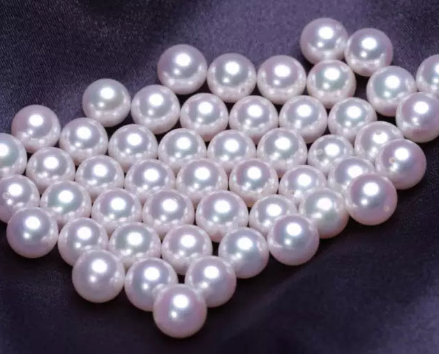 【Live-Gary】 Japanese Akoya pearl oyster (6-8mm,90% for 7-8mm,10% for 6-10mm))